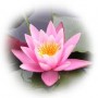 Sunday Satsang V