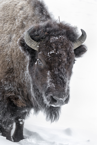 Blast From The Past: The One About Being A Bison